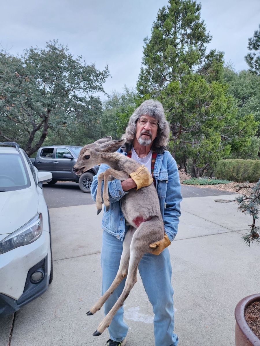 Volunteer Dave holding a rescued fawn
