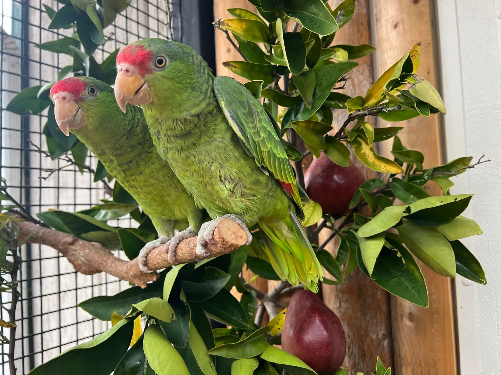 Two green parrots with pink heads and orange beaks