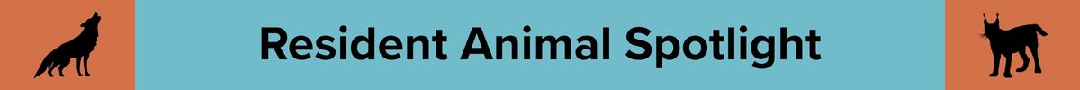 Resident%20Animal%20Spotlight%20Header.jpg